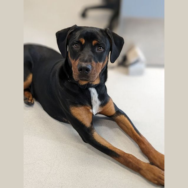 Photo of 🍂 Dexter C04633 🍂