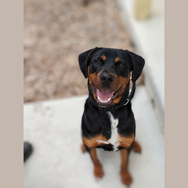 Photo of 🍂 Dexter C04633 🍂