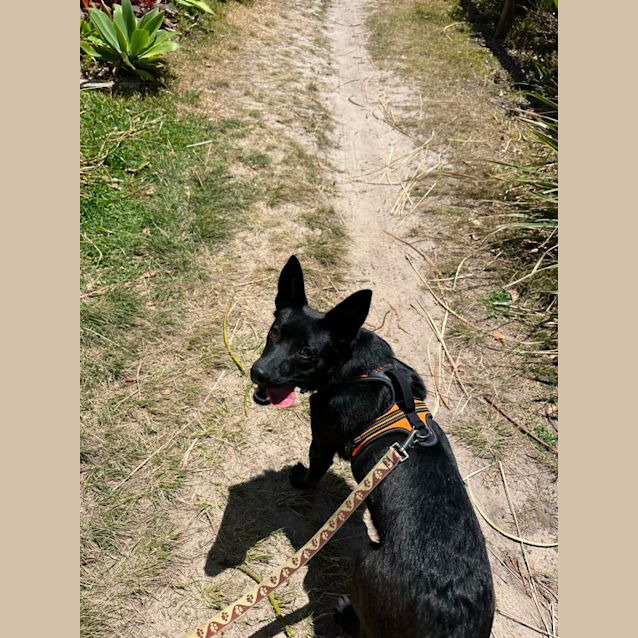 Photo of Toby   6 Month Old Kelpie (Trial)
