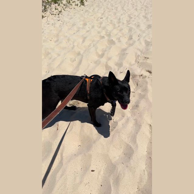 Photo of Toby   6 Month Old Kelpie (Trial)