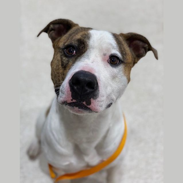 Photo of Harvey (3718)