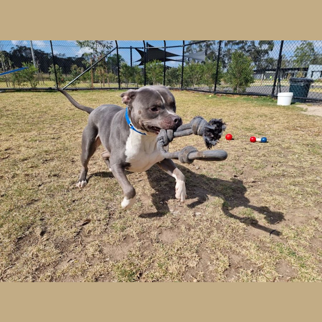 Photo of Baloo Imp 1721