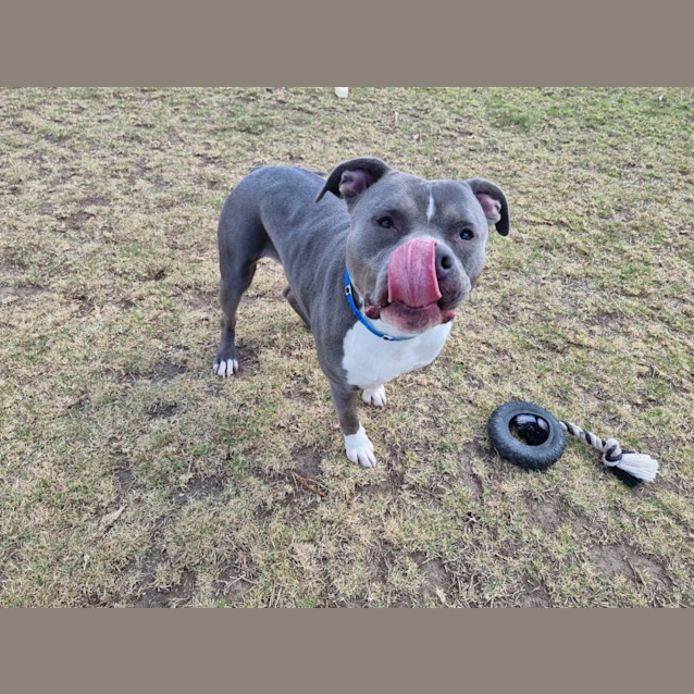 Photo of Baloo Imp 1721