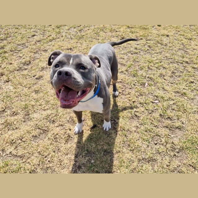 Photo of Baloo Imp 1721