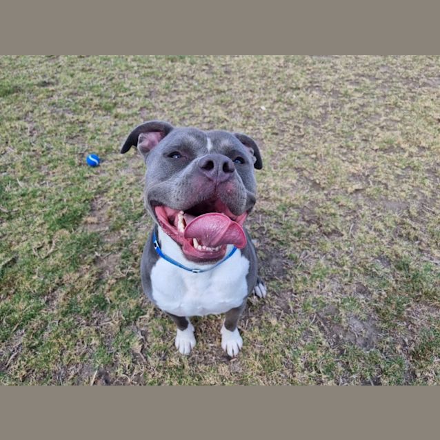 Photo of Baloo Imp 1721