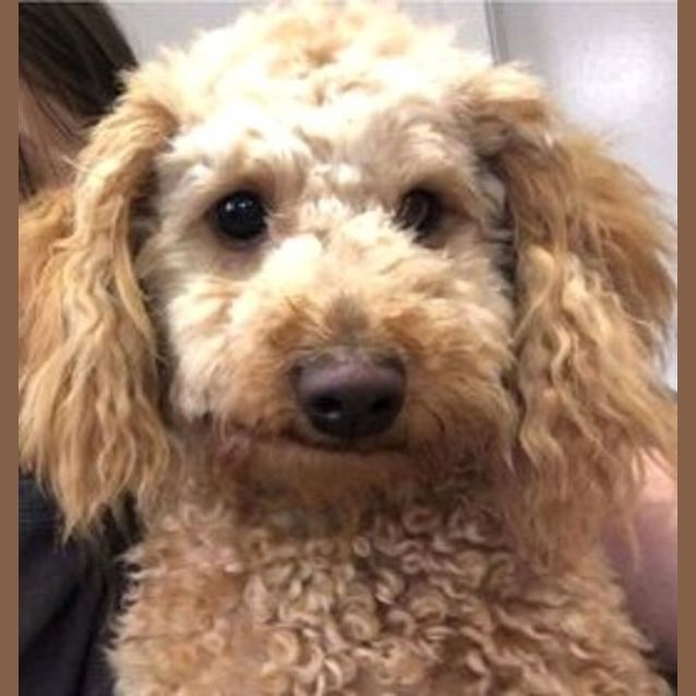 Photo of Coco And Blu