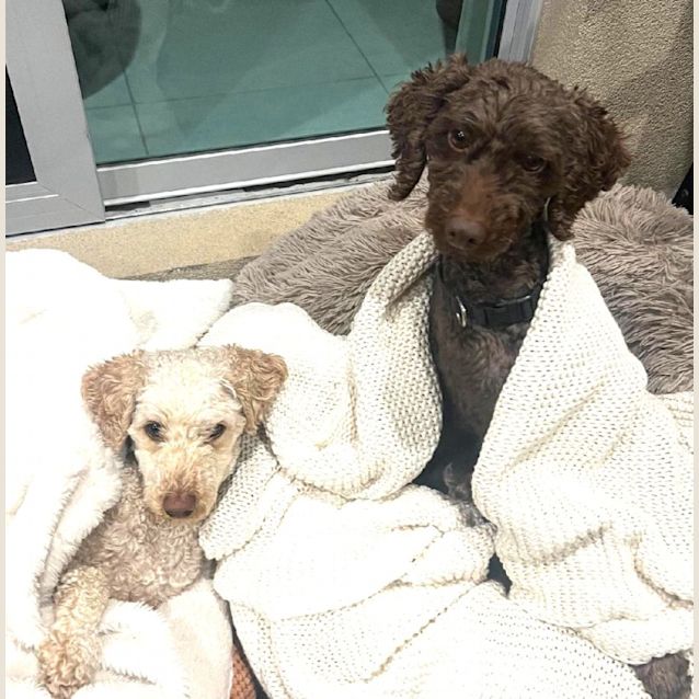 Photo of Coco And Blu