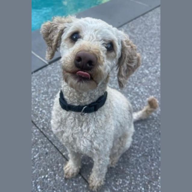 Photo of Coco And Blu