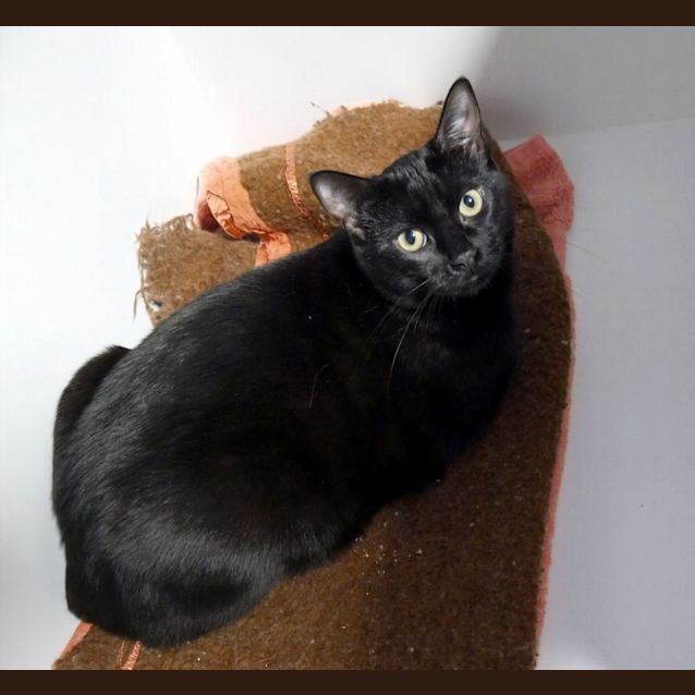 Photo of Felix Sta011685