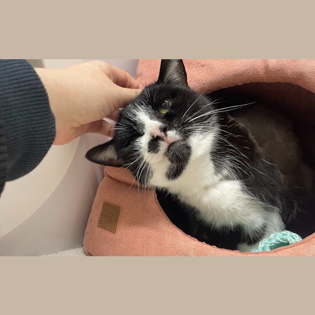 Photo of Lychee