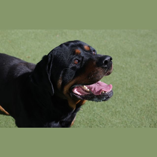 Photo of Benny