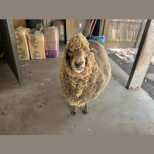 Photo of Ronnie & Iowna