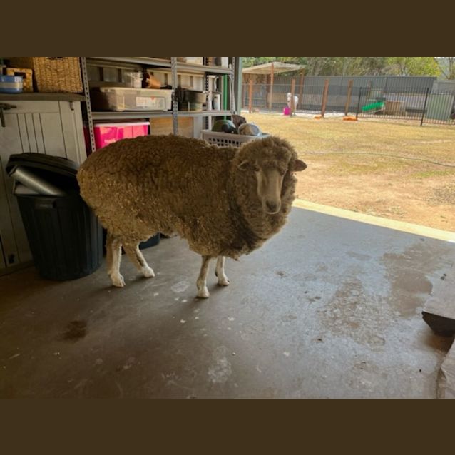 Photo of Ronnie & Iowna