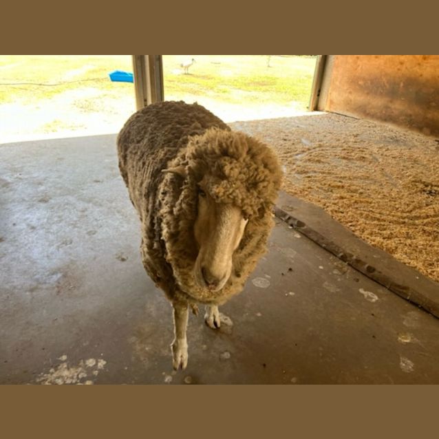 Photo of Ronnie & Iowna