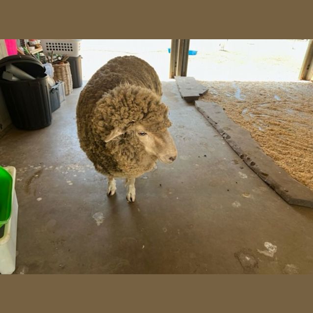 Photo of Ronnie & Iowna