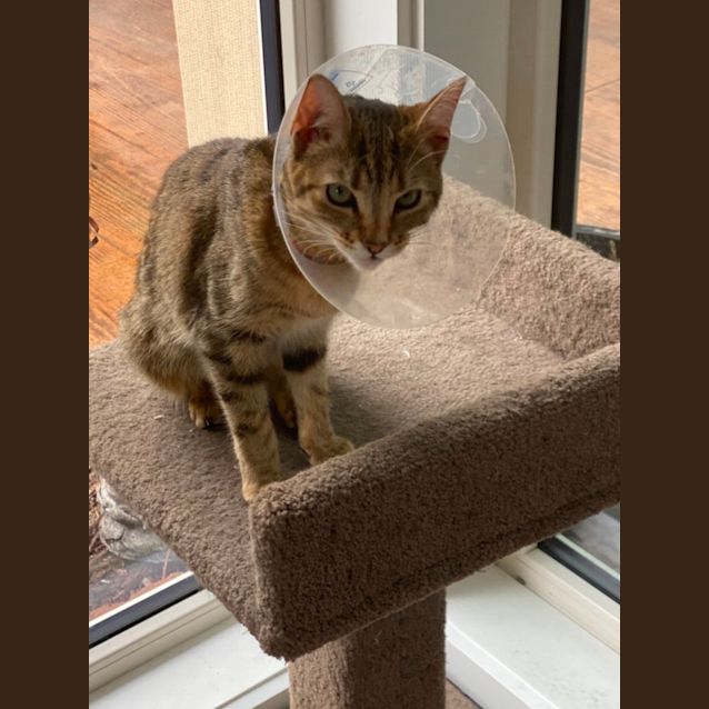 Photo of Kooma Meet Me At Pet Stock Carrum Downs