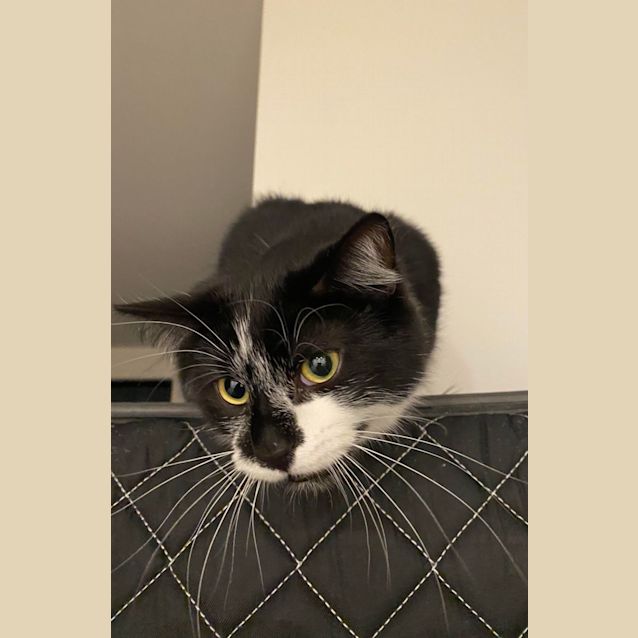 Photo of Mo   Located In Bellfield