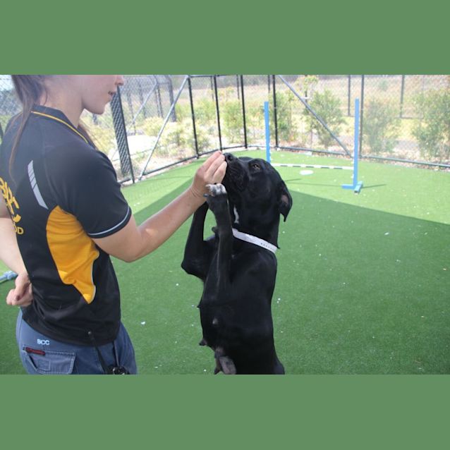 Photo of Nova (Imp. 1588)