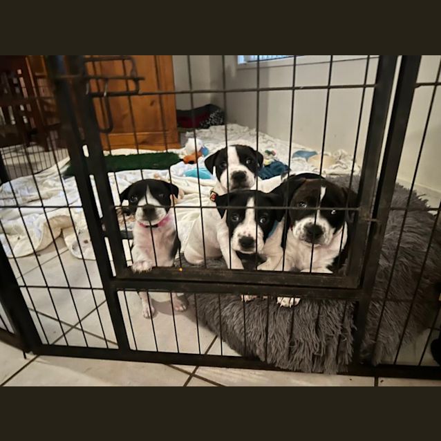 Photo of Bailey   8 Week Old Staffy X (Trial)