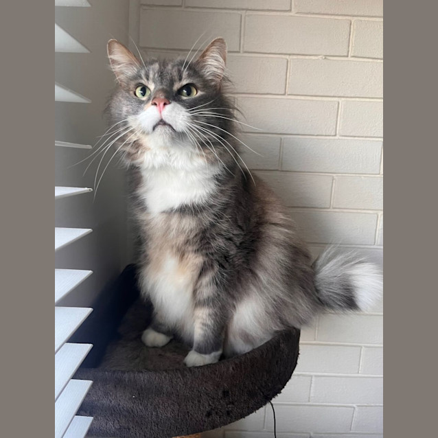 Photo of Scott   Located In Brunswick West