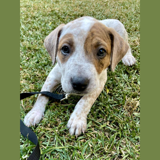 Photo of Izzy   12 Week Old Cattle Dog X Wolfhound