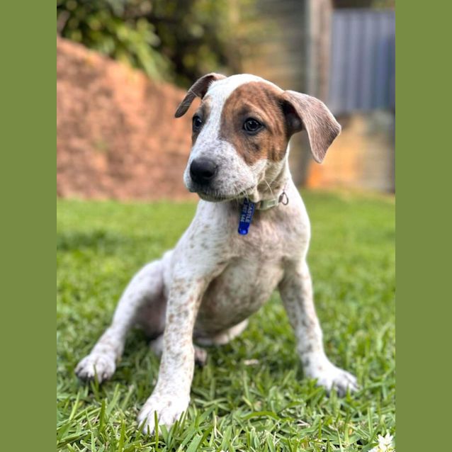 Photo of Izzy   12 Week Old Cattle Dog X Wolfhound