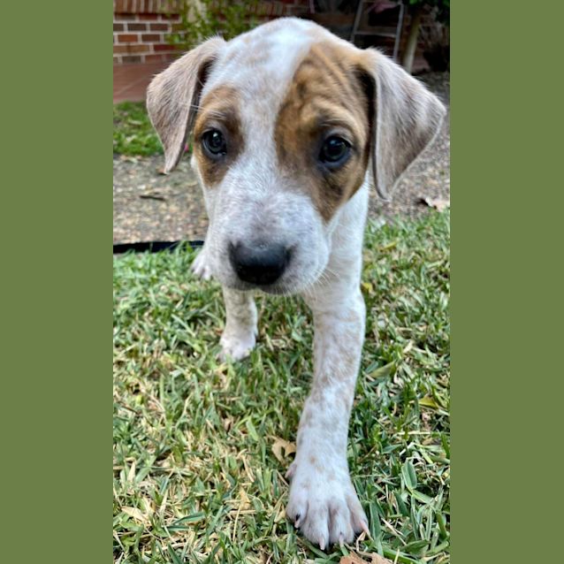 Photo of Izzy   12 Week Old Cattle Dog X Wolfhound