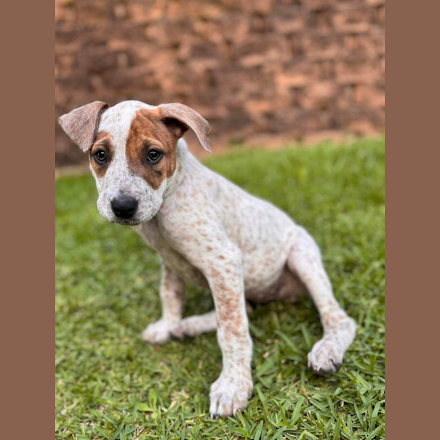 Photo of Izzy   12 Week Old Cattle Dog X Wolfhound