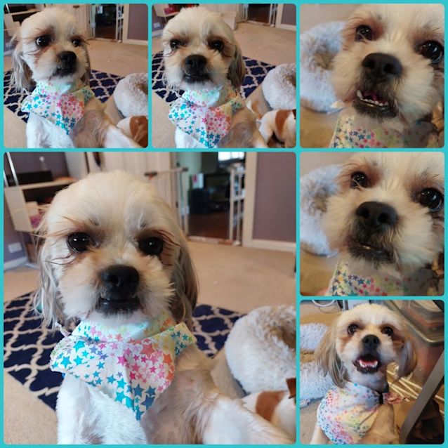 Photo of Milo   2 Year Old Maltese X Shih Tzu (Trial)
