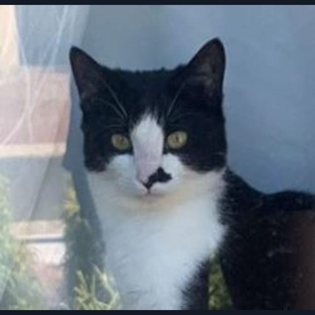 Photo of Shadow