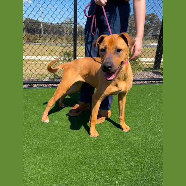 Photo of Brandy Imp 1429