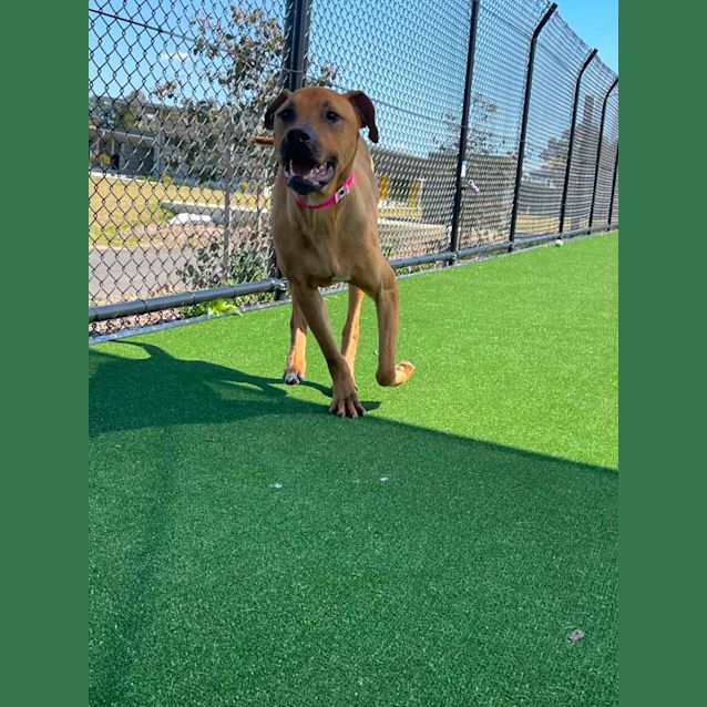 Photo of Brandy Imp 1429