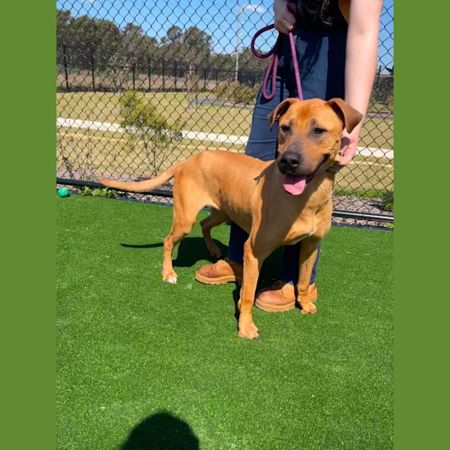 Photo of Brandy Imp 1429