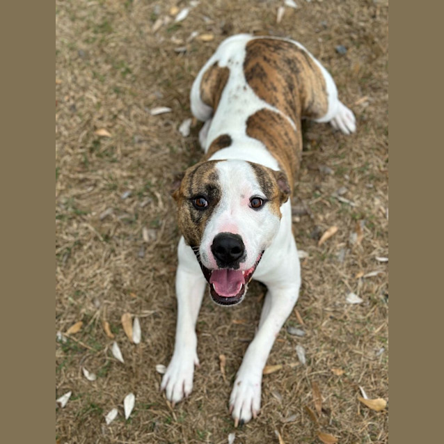 Photo of Harvey (3718)