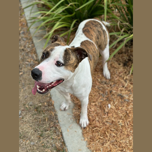 Photo of Harvey (3718)