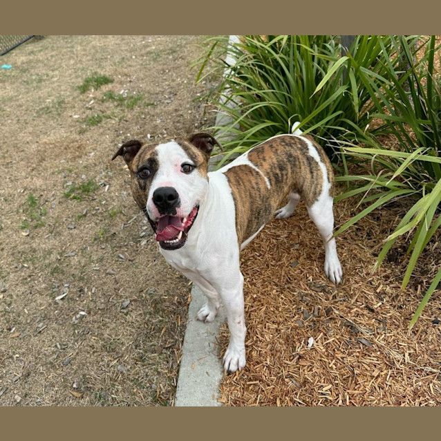 Photo of Harvey (3718)