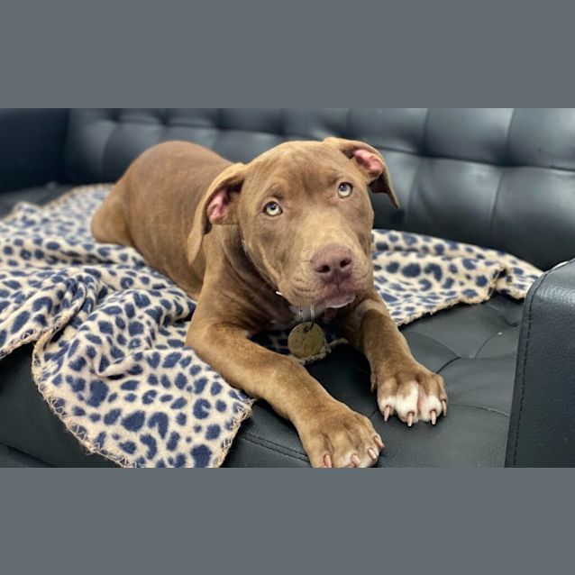 Photo of Diamond