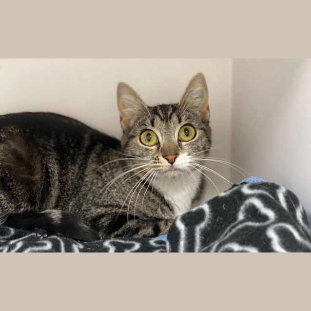 Photo of Jellybean