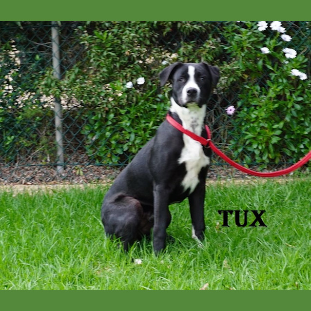 Photo of Tux