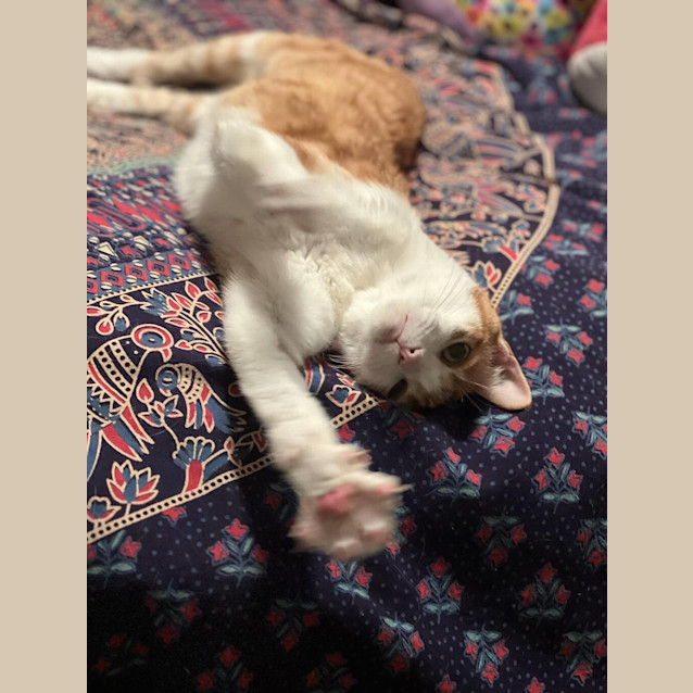 Photo of Leo