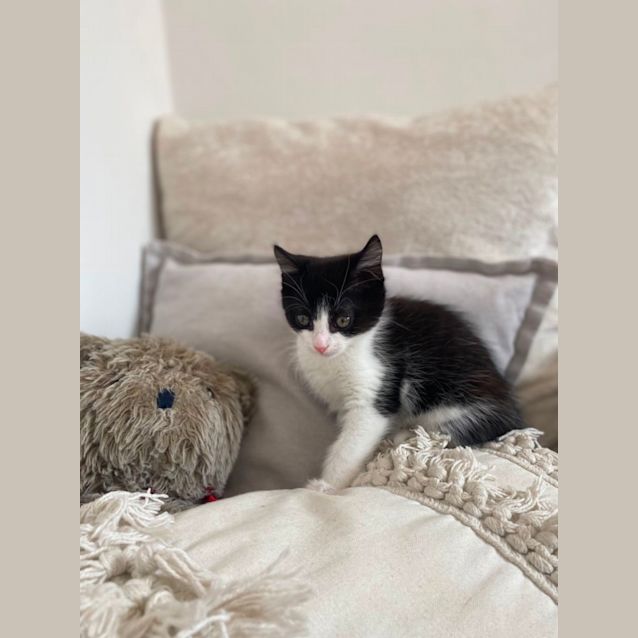 Photo of Rue