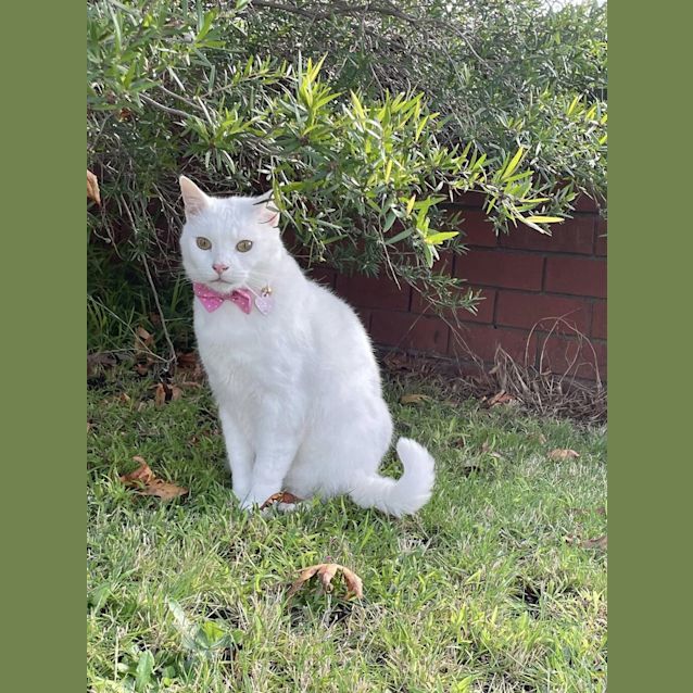 Photo of Pickles