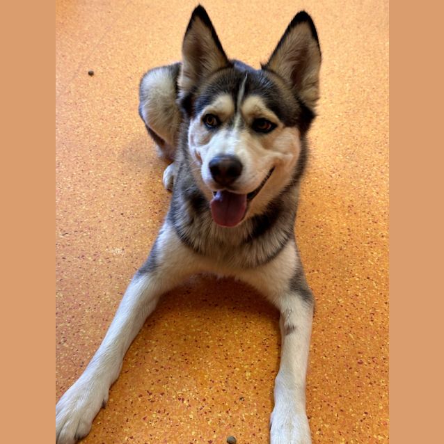 Photo of Rufus