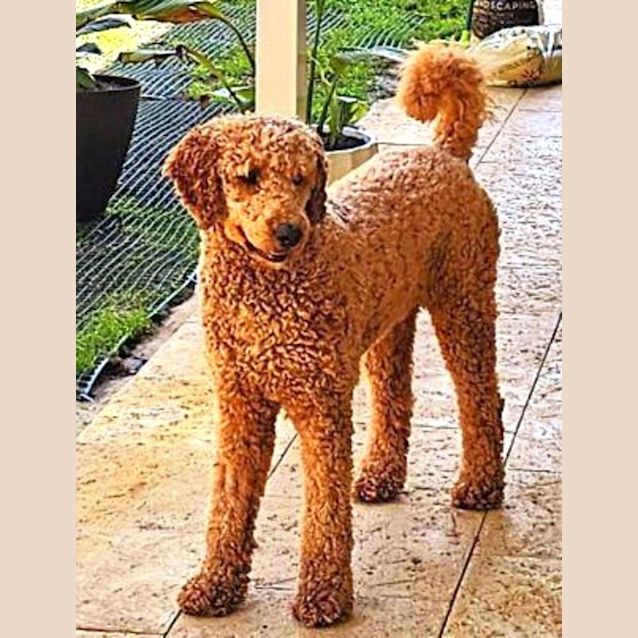 Photo of Teddy