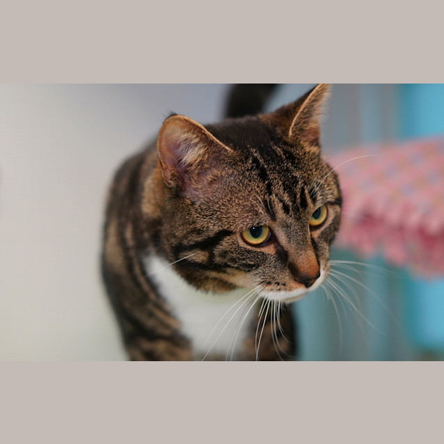 Photo of Buster