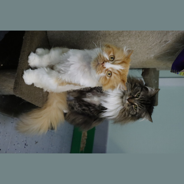 Photo of Boots