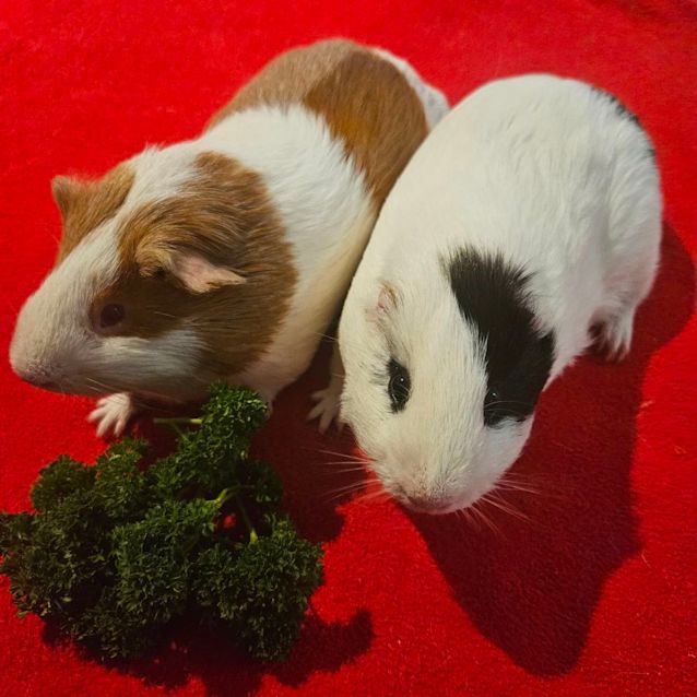 Photo of Harley & Benny