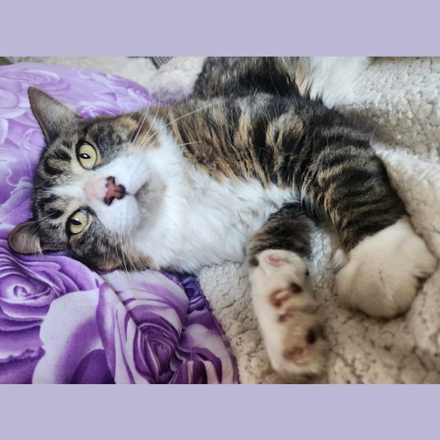 Photo of Ollie
