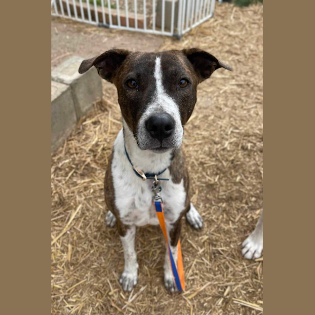 Photo of Sweet Sasha