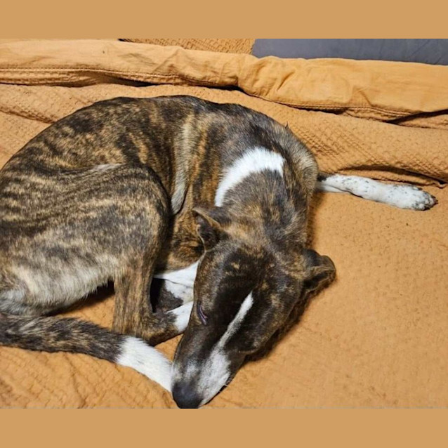 Photo of Sweet Sasha